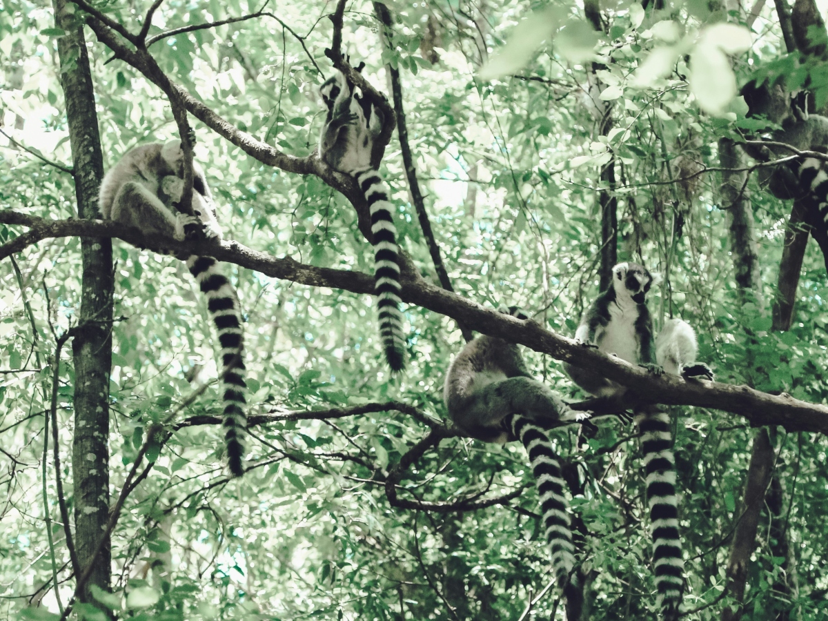 monkeys in the trees in the Andrefana Dry Forests