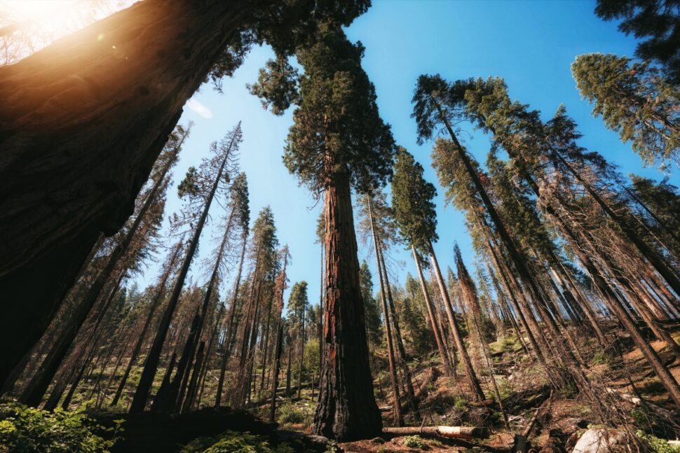 tall tress inside Sequoia & Kings Canyon National Parks