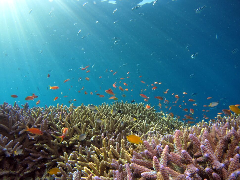 marine life swimming in the ocean