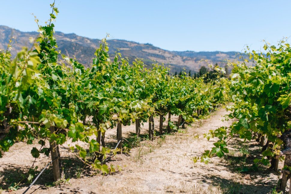 Vineyard in Napa Valley, California