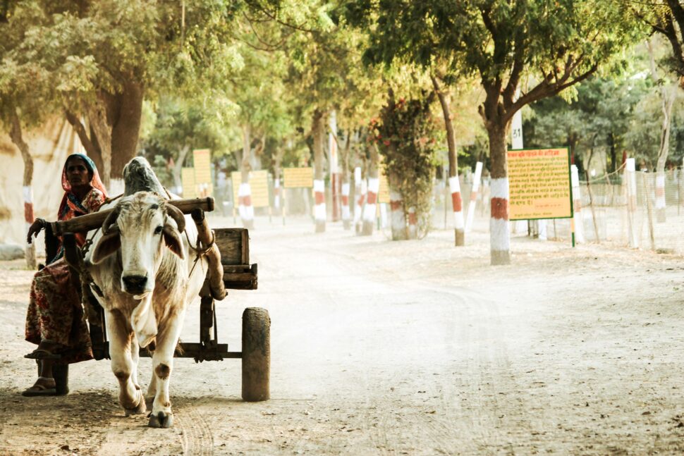 cow in India pulling people in a cart