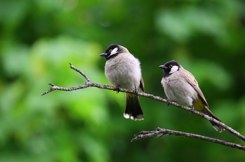 birds on a limb