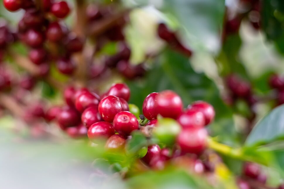 Costa Rica coffee beans