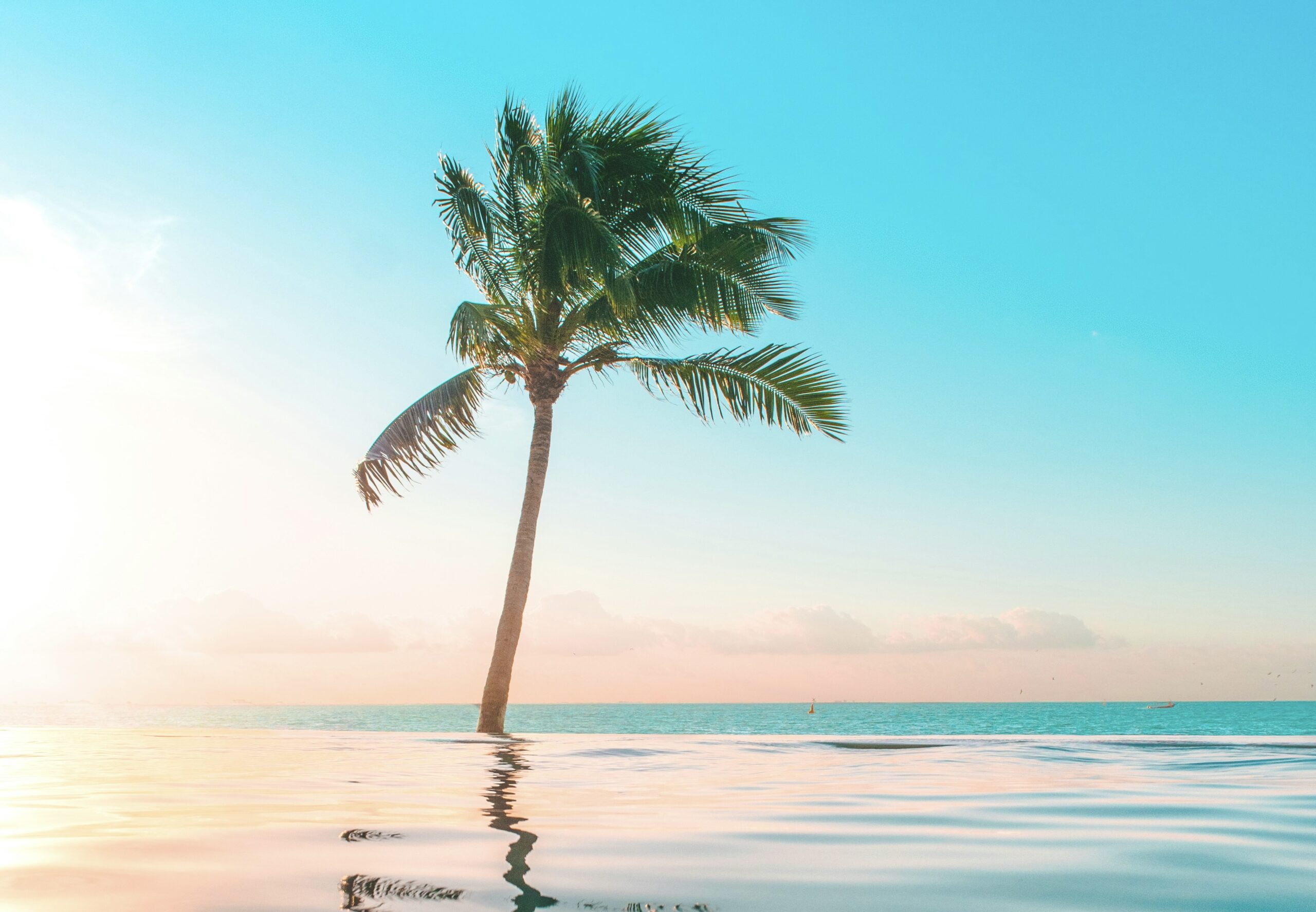 These fun attractions in downtown Cancun will excite travelers with varying interests.
pictured: a palm tree over a pool that overlooks the ocean in Cancun