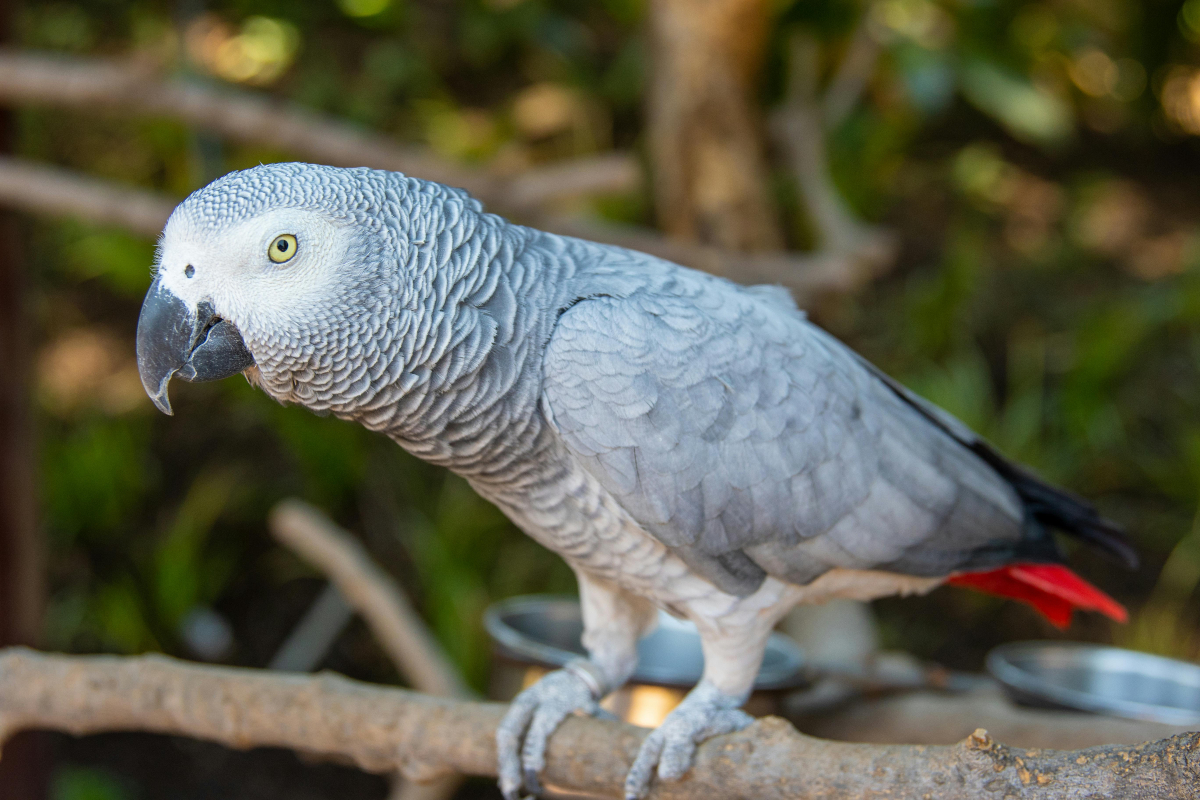 Grey Parrot Perched On Branch