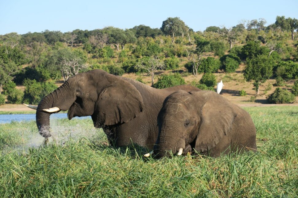 Pictured: Okavango Delta, Botswana