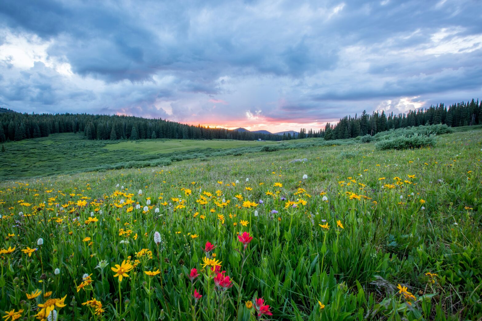 These are the four best places to travel in May. Pictured: a field with blossoming flowers and a sunset