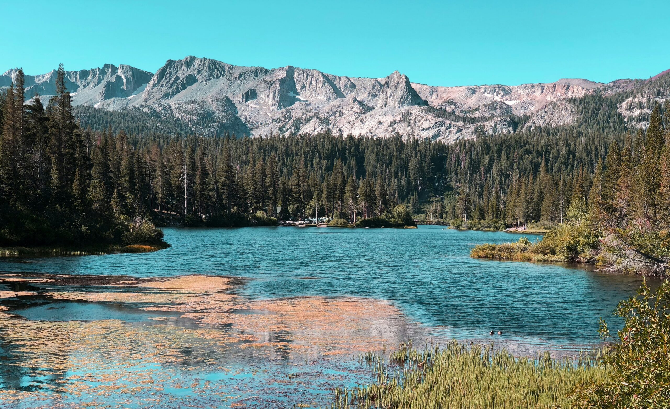 Mono Lake in California is a filming location for a famous Clint Eastwood western movie. 
Pictured: a lake with lush green forests surrounding it and stunning mountains 
