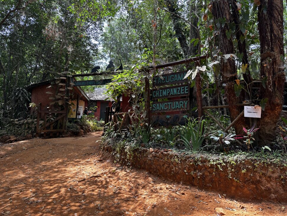 africa safari trip
Pictured: Tacugama Chimpanzee Sanctuary in Sierra Leone