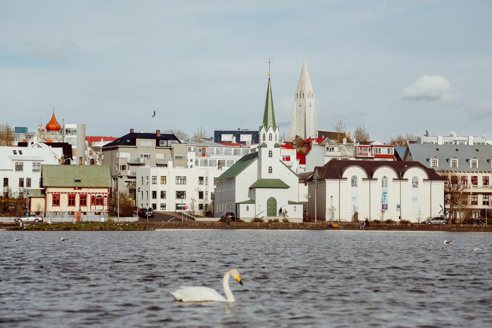 swan swimming along the river near historic buildings near the coastal shoreline of Reykjavik, Iceland