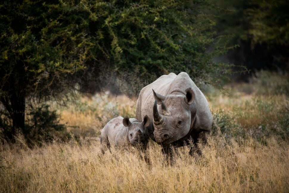 Rhinos at Kruger National Park