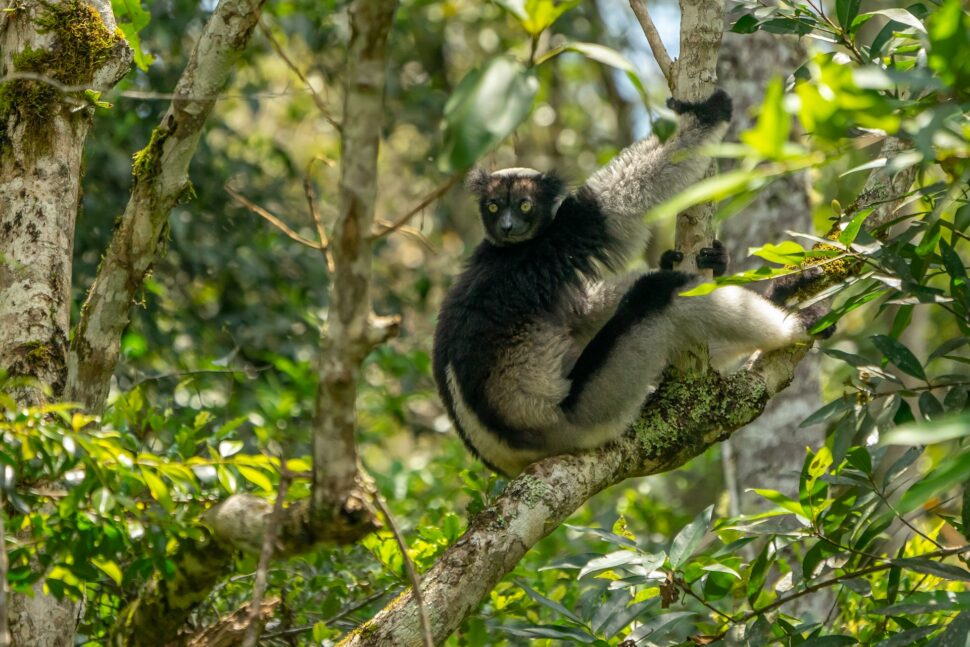 lemur in Madagascar