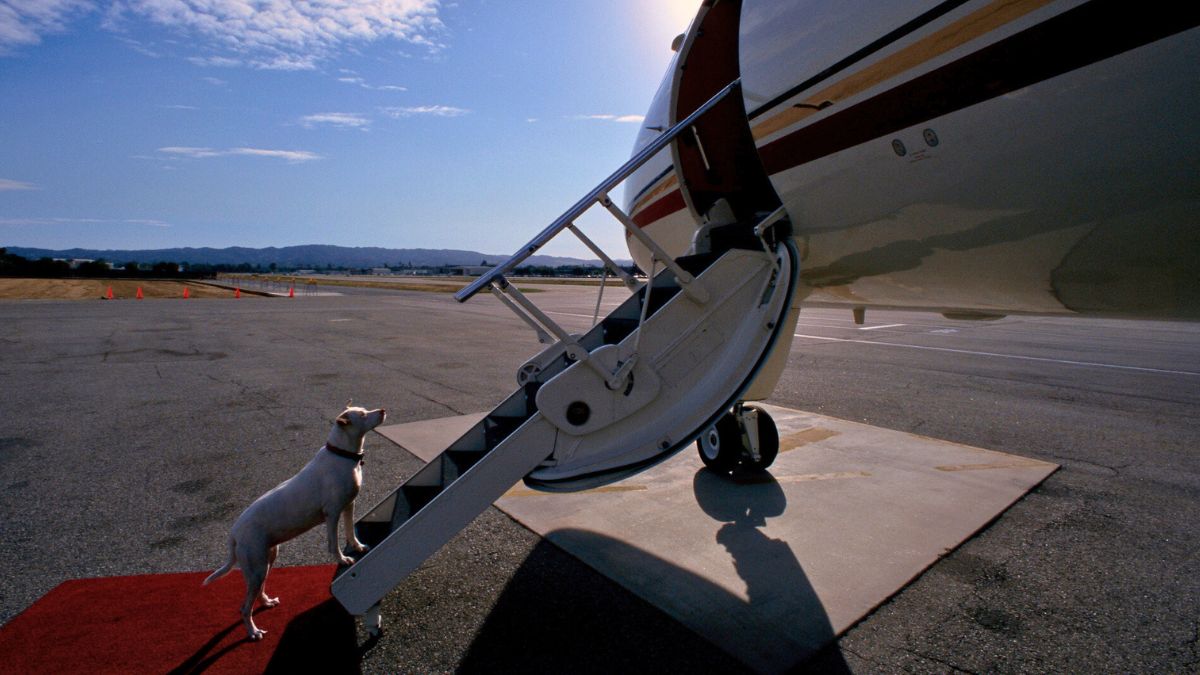 dog waiting outside luxury private jet