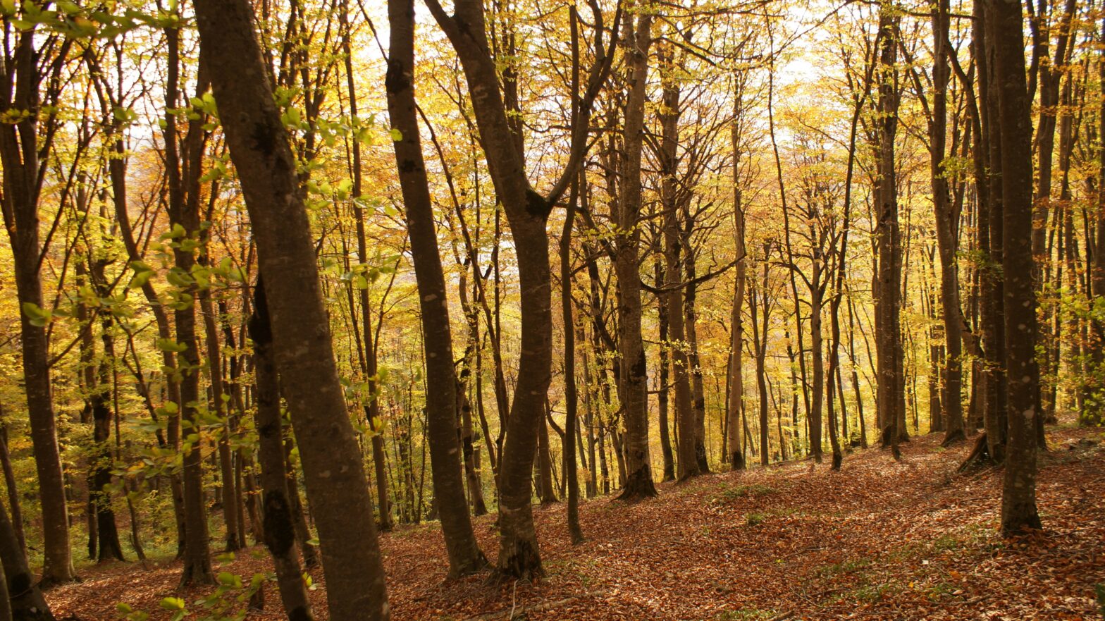 Check out the history and significance of the potential first national park of Georgia. pictured: a Georgia forest in fall