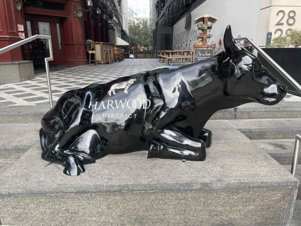 Harwood District cow in front of the Harwood Arms pub