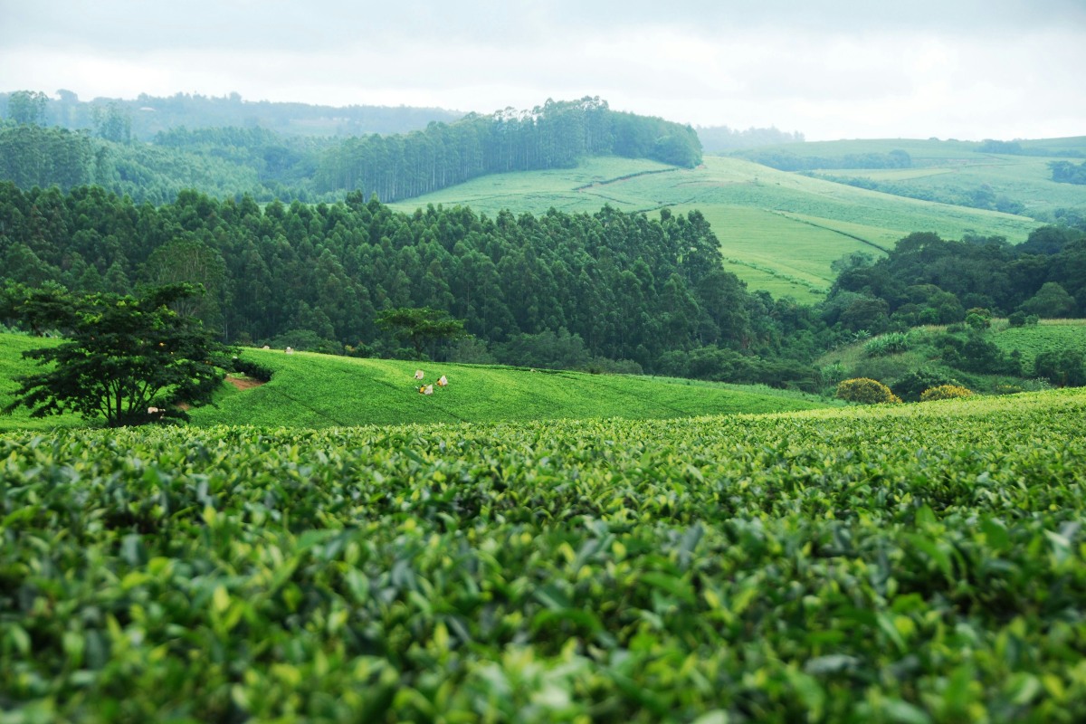 rolling hills in Malawi