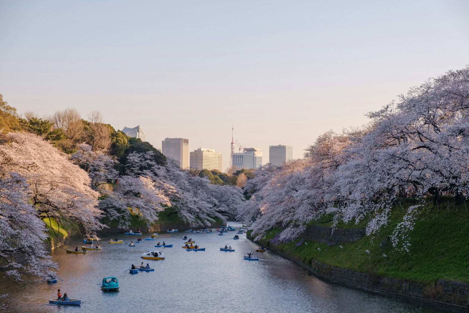 people kayaking down the river with cherry blossom trees in full bloom leading to the city of Tokyo, Japan