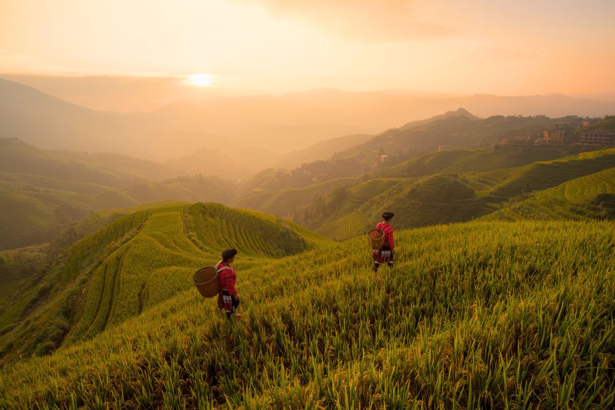 yao women walking rice paddy fields at sunset