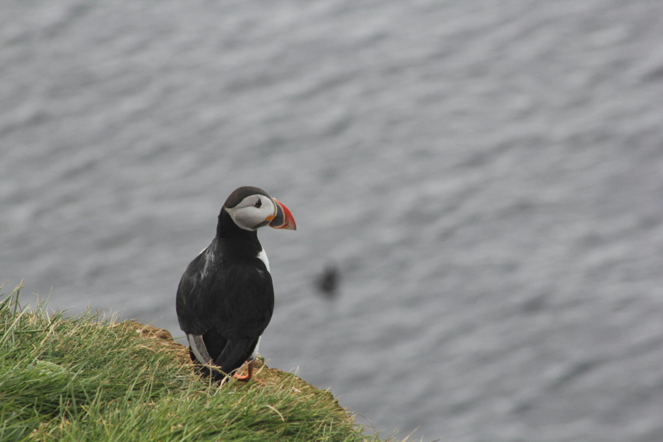 The wildlife of Iceland is thriving and travelers can explore them best in August.