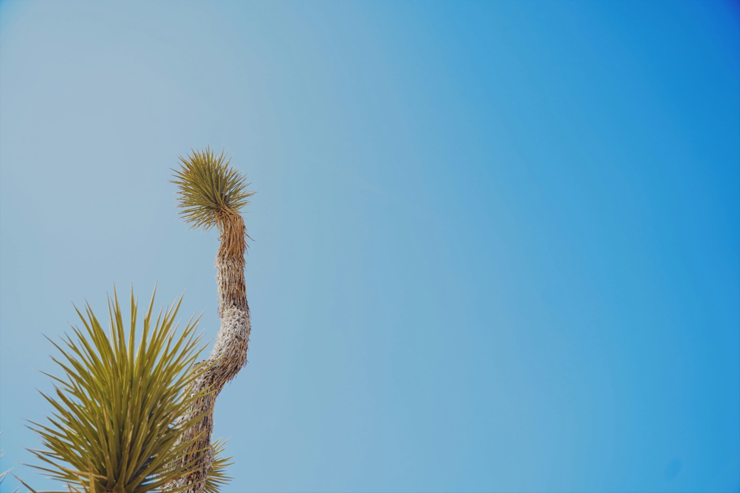 The weather makes spring the best time to visit Joshua Tree. 
pictured: Joshua Treeon a bright clear day