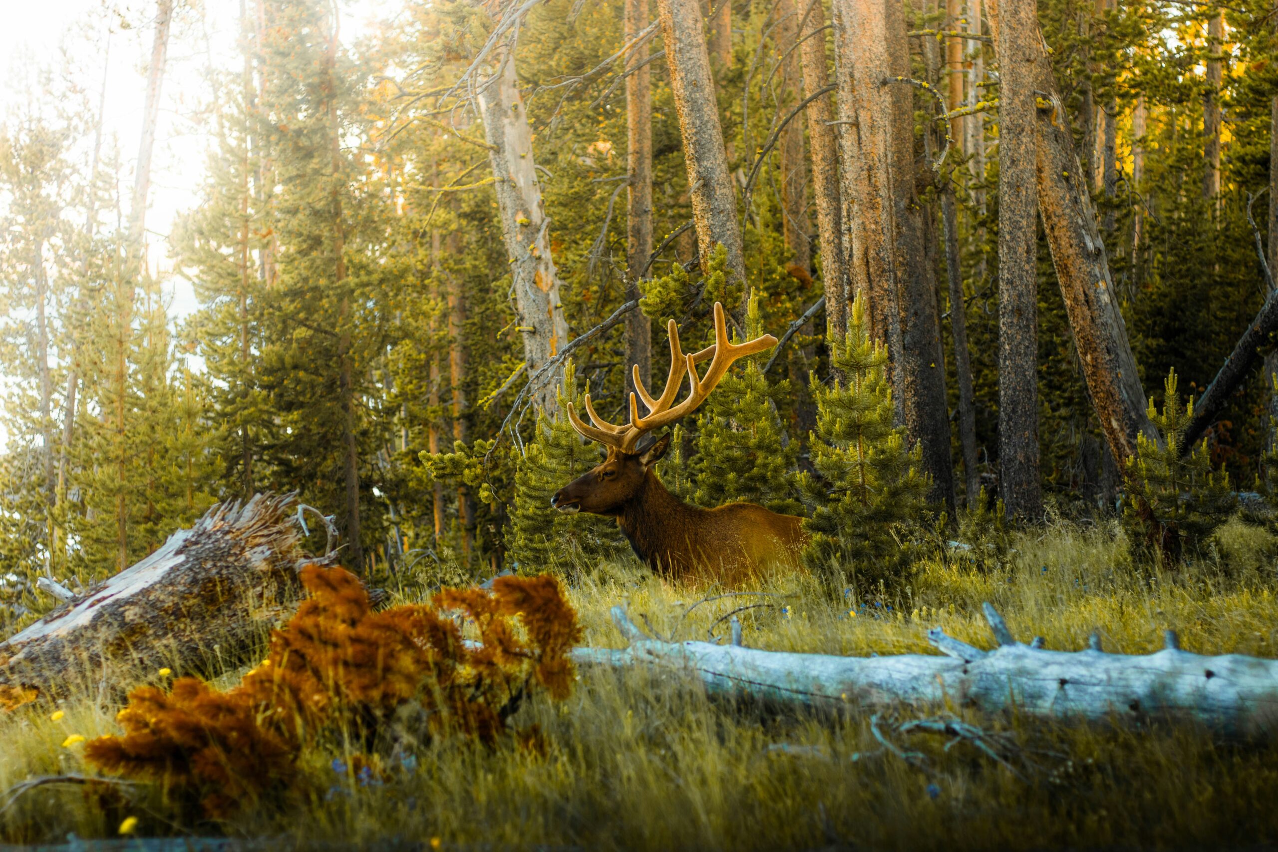 Learn why Yellowstone is a great Mother's Day getaway destination.
pictured: a deer in Yellowstone during the warm season