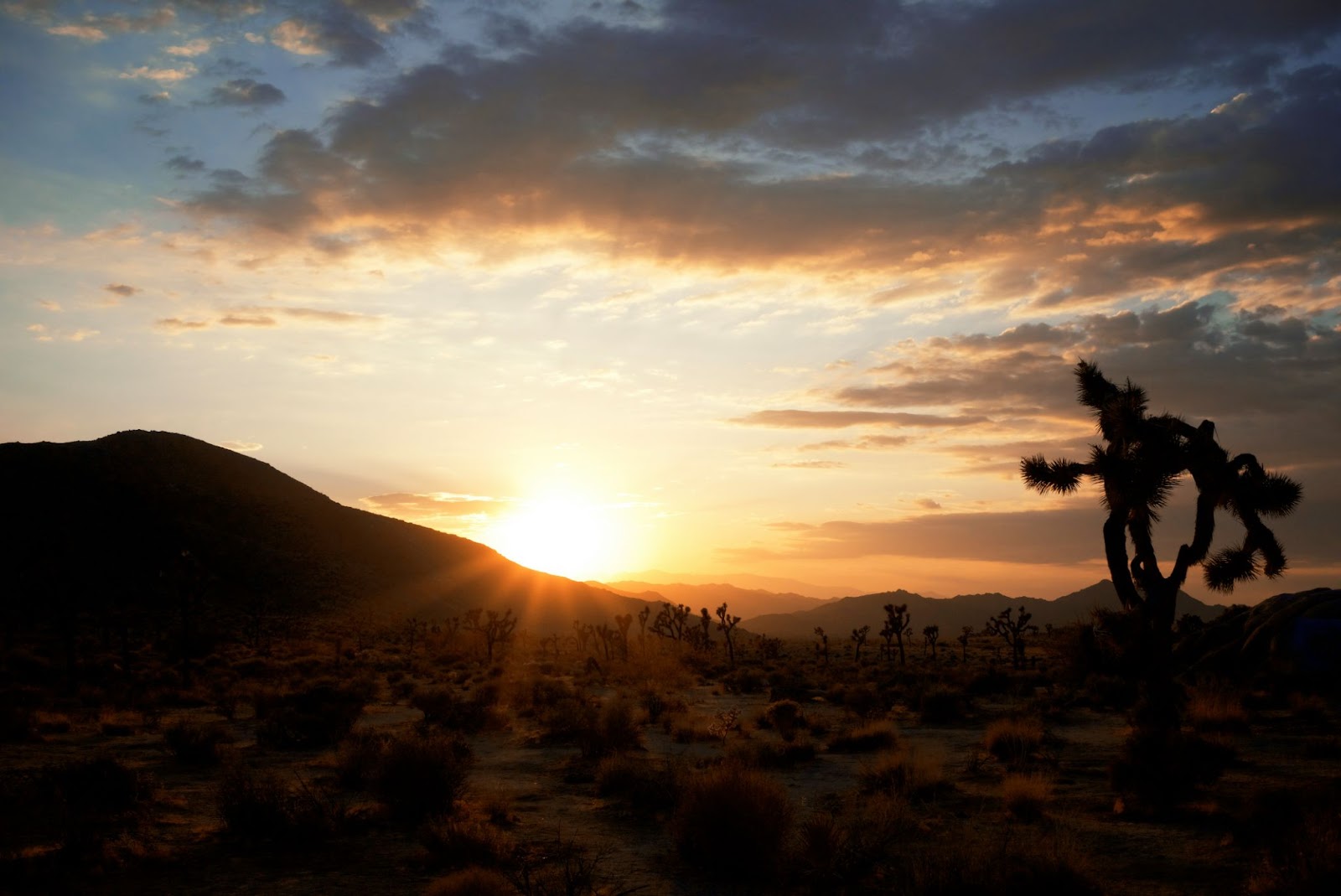 The scenery of Joshua Tree during spring is why it is the best time to visit. 
pictured: sunset at Joshua Tree