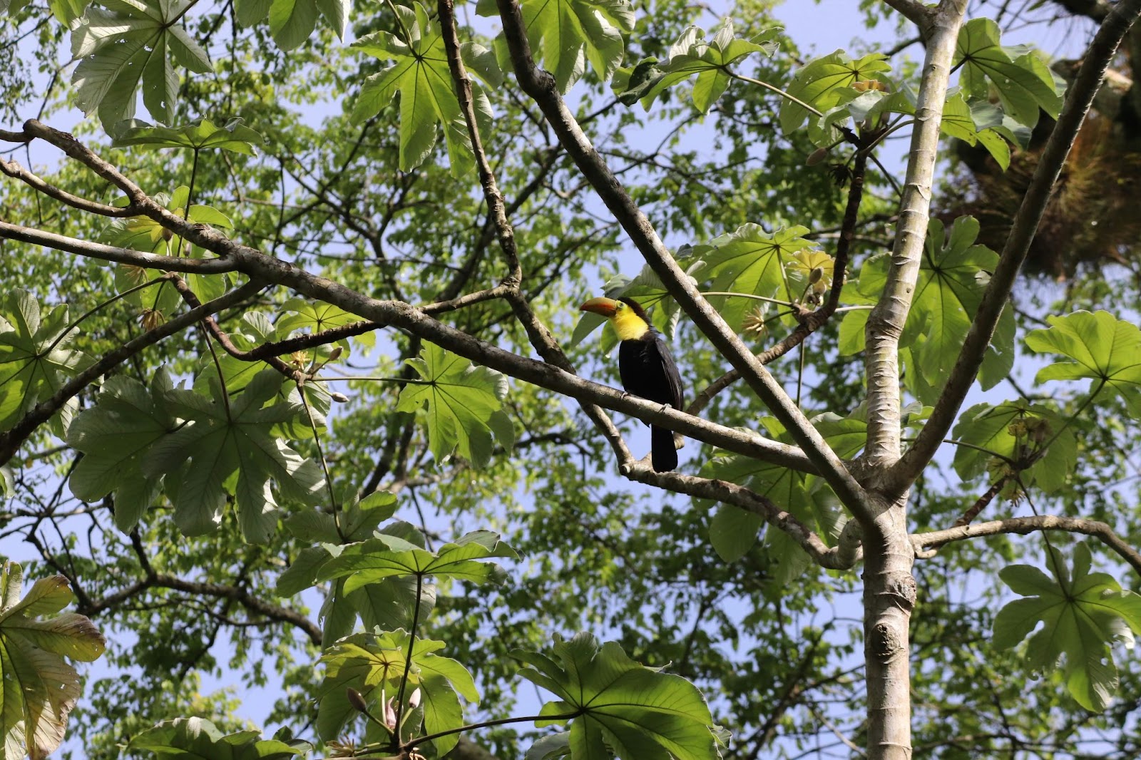 Wildlife is a popular feature of Guatemala especially during the dry season. The thriving wildlife is a reason that the dry season is the best time to visit Guatemala. 
pictured: a bird in Guatemala