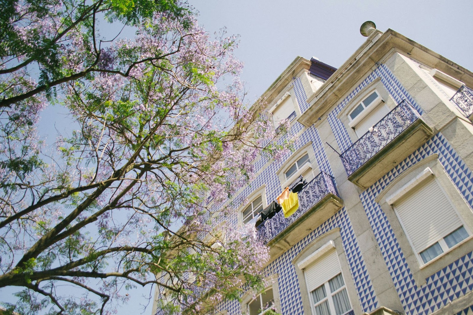 The weather is one of the top reasons that the spring is the best time to visit Portugal.
pictured: a flowering tree in Portugal