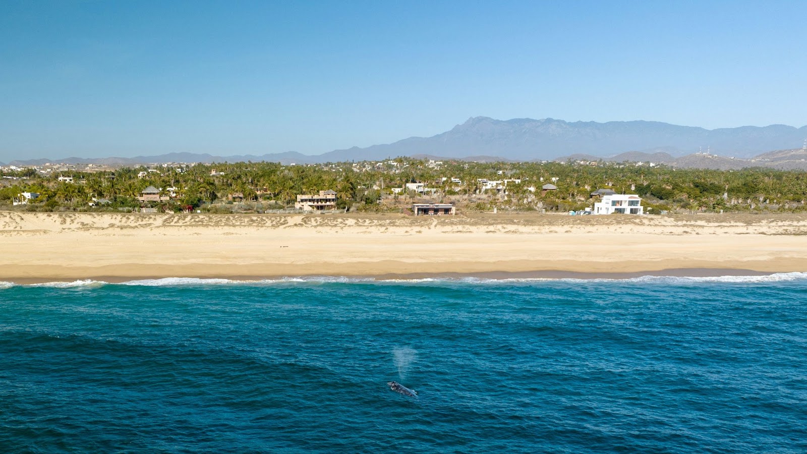 Wildlife sightings are common in May, that is why it is the best time to visit Cabo. 
pictured: a whale off the coast of Cabo