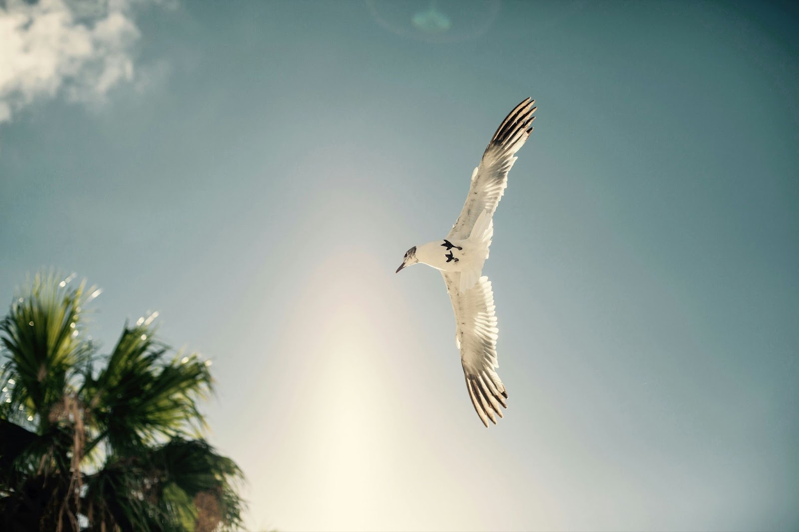 Check out the wildlife of the Florida Keys. 
pictured: a bird flying in the Florida Keys