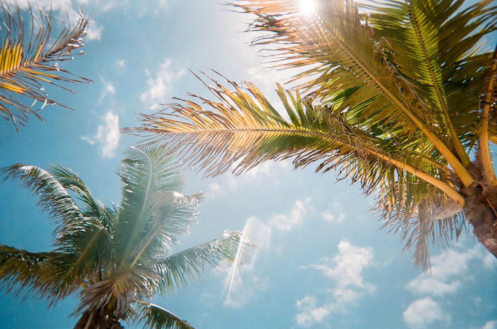 Travelers should check out the weather of the Florida Keys. 
pictured: a palm tree in the sun