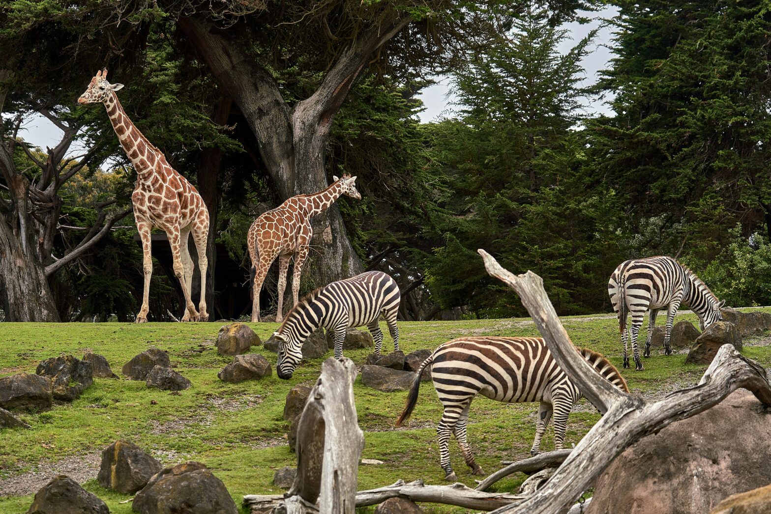 The 10 Best Zoos in America to Visit This Summer