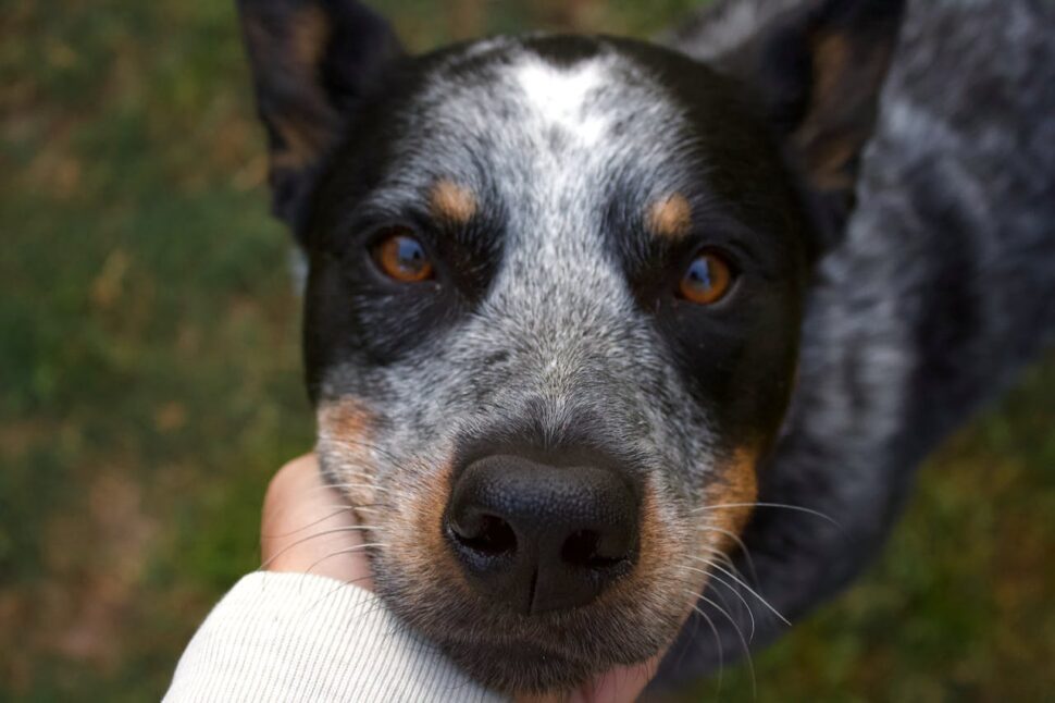 Close-Up Shot of an Australian Cattle Dog
