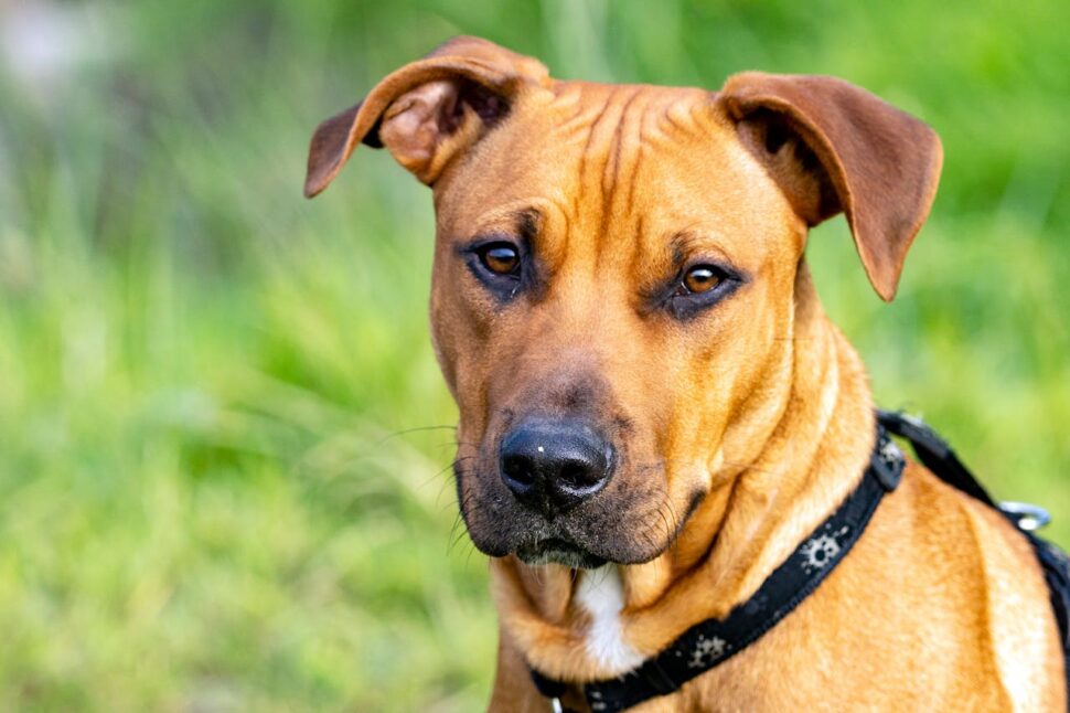 Rhodesian Ridgeback