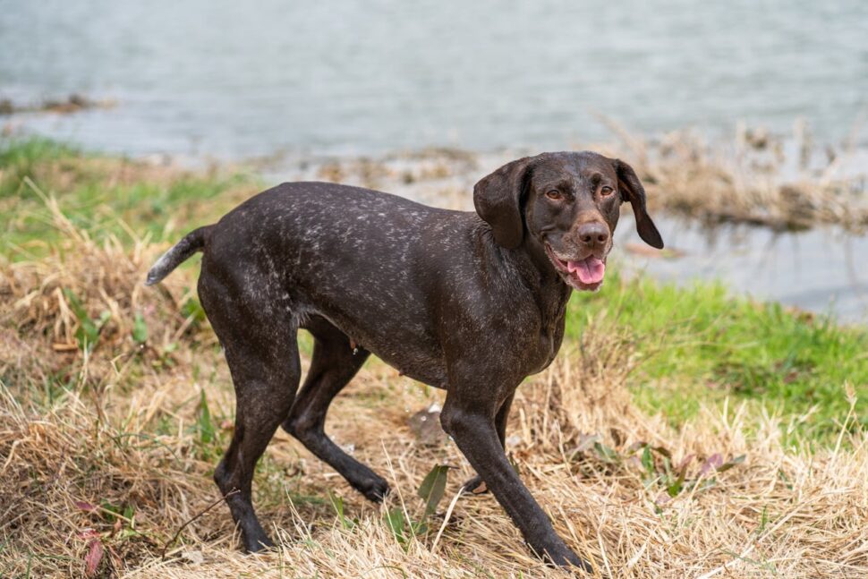 German Shorthaired Pointer