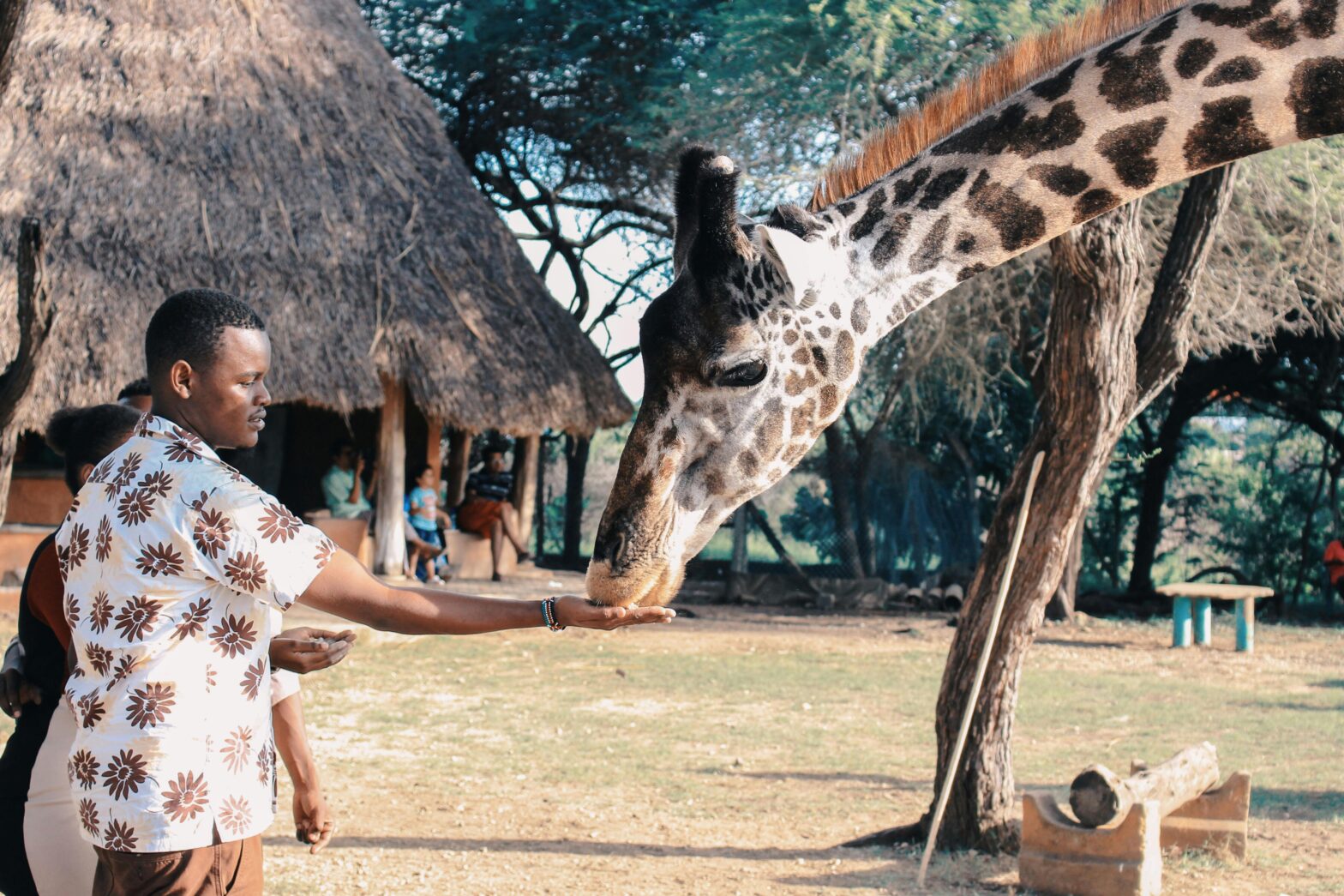 man feeding a giraffe