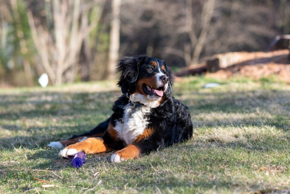 A Bernese Mountain Dog on the Grass
