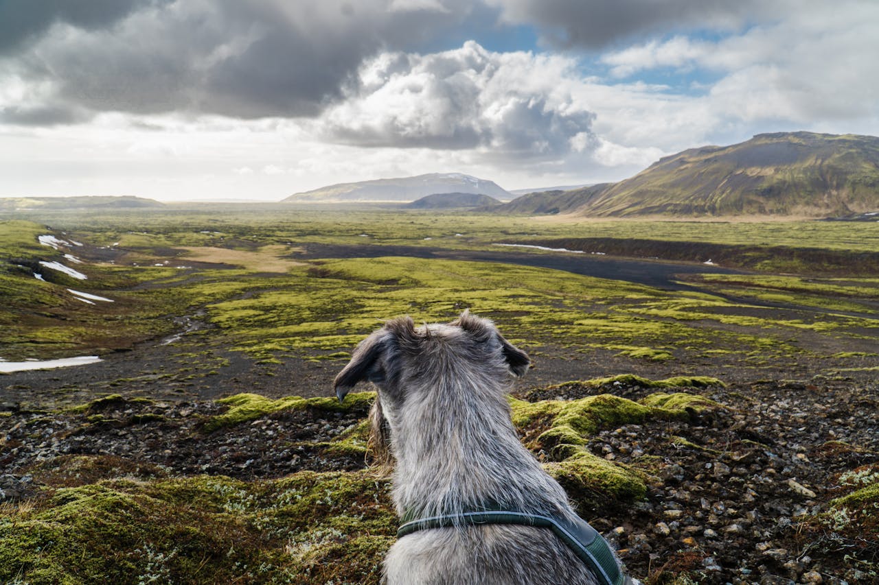 Best Hiking Dogs. Pictured: Back View of a Dog Looking at Mountainous Landscape.