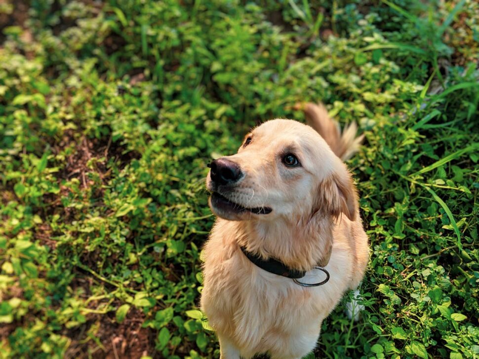 Labrador Retriever