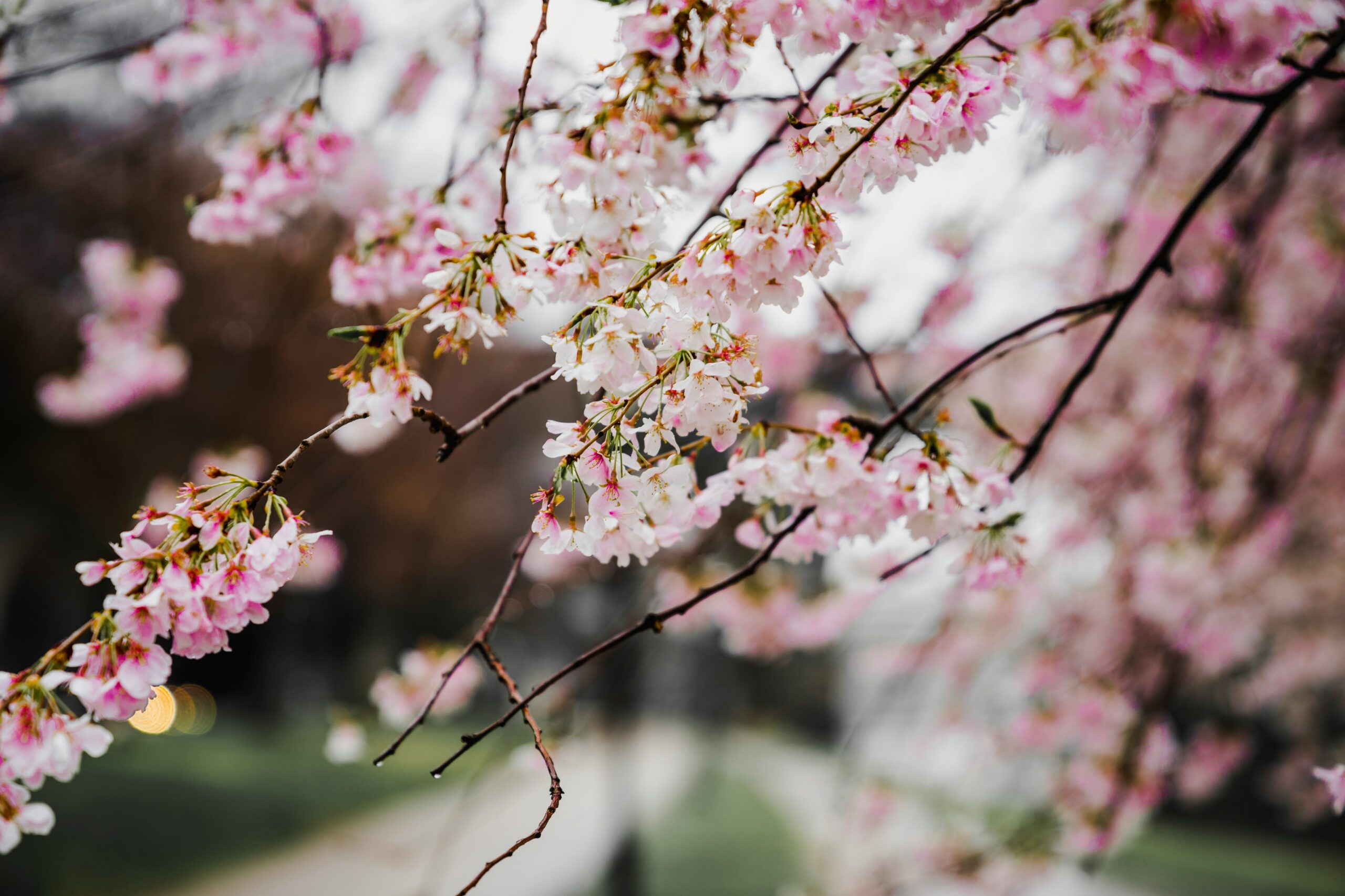 Japanese Cherry Blossoms in Japan