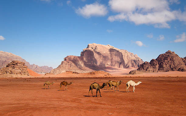 where was dune filmed Pictured: A herd of Bedouin's camels walks through the red sands of the Wadi Rum desert in Jordan