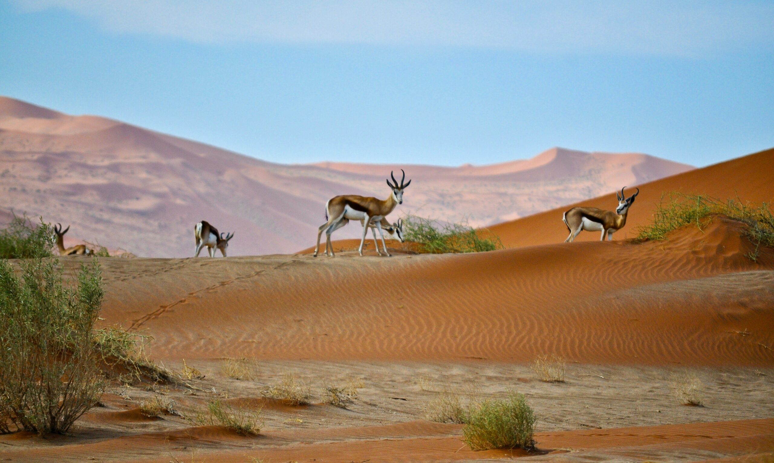 The wildlife experiences in Namibia are unmatched. 
Pictured: antelope in Namibia 