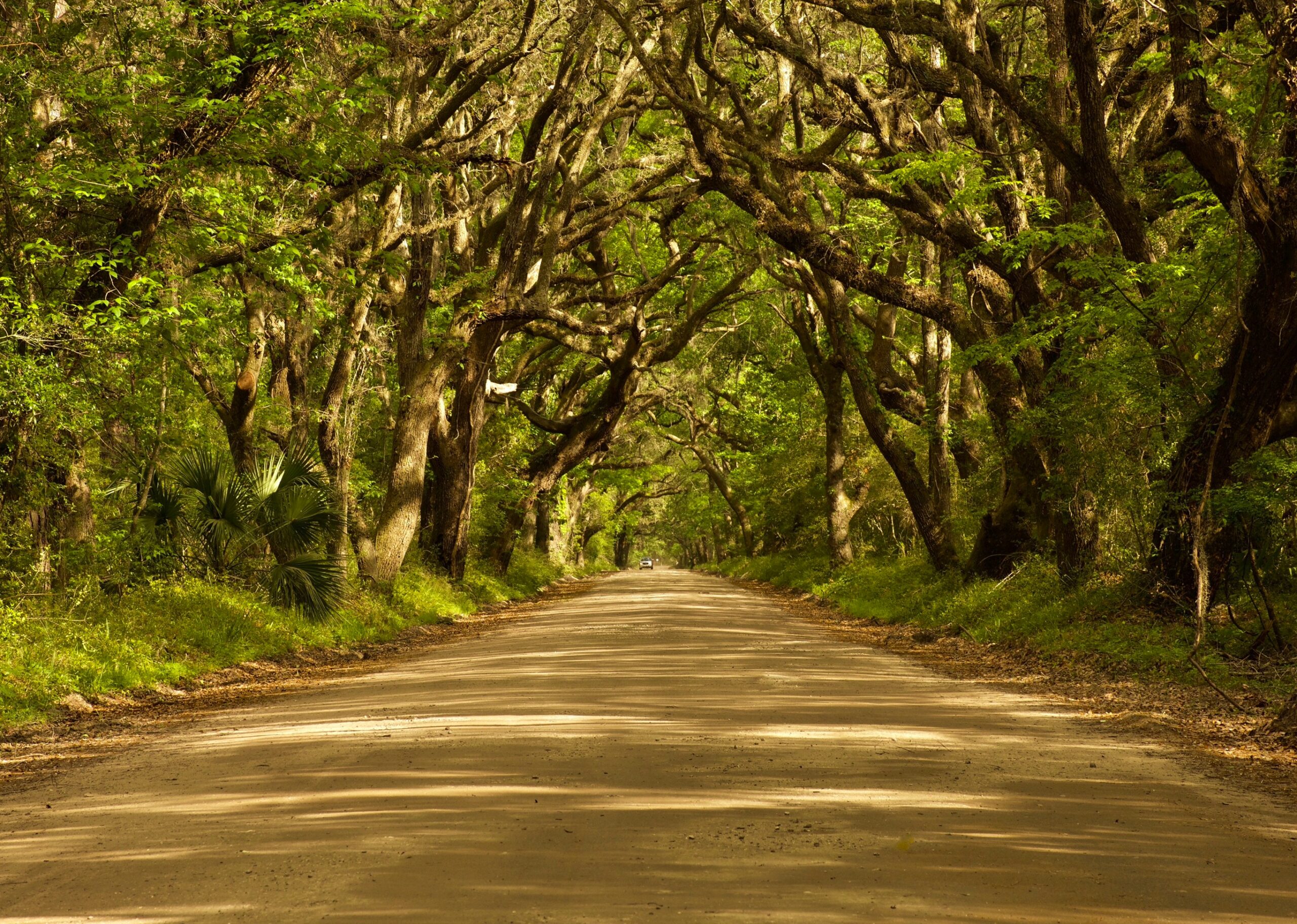 The weather is why spring is the best time to visit Charleston. 
pictured: nature of Charleston