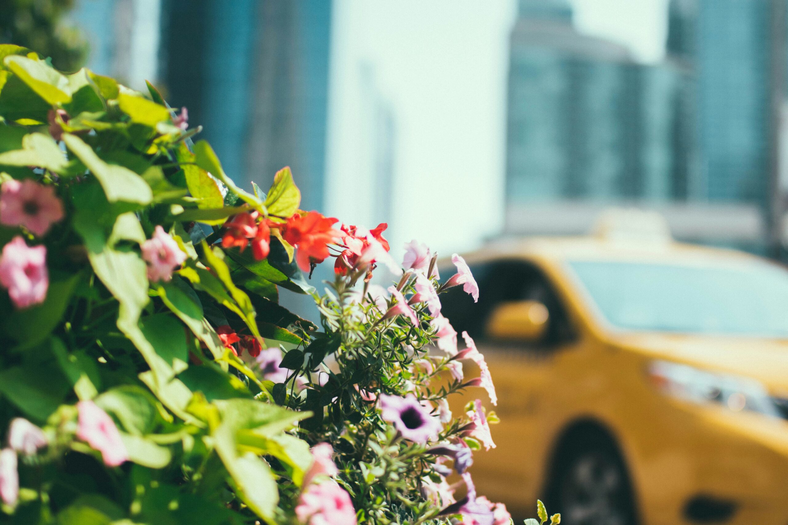 Spring is the best time to visit Toronto for beautiful blossoms. 
pictured: blossoming flowers in Toronto 