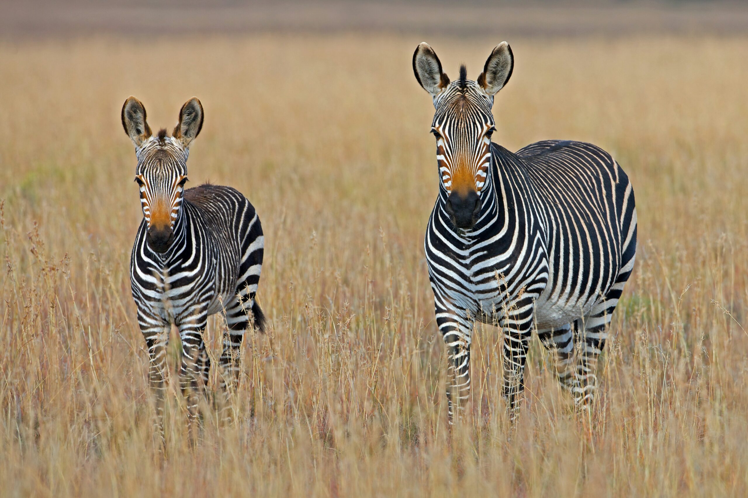 A wildlife safari is a great exploration activity for travelers visiting South Africa in winter. 
Pictured: zebras in South Africa