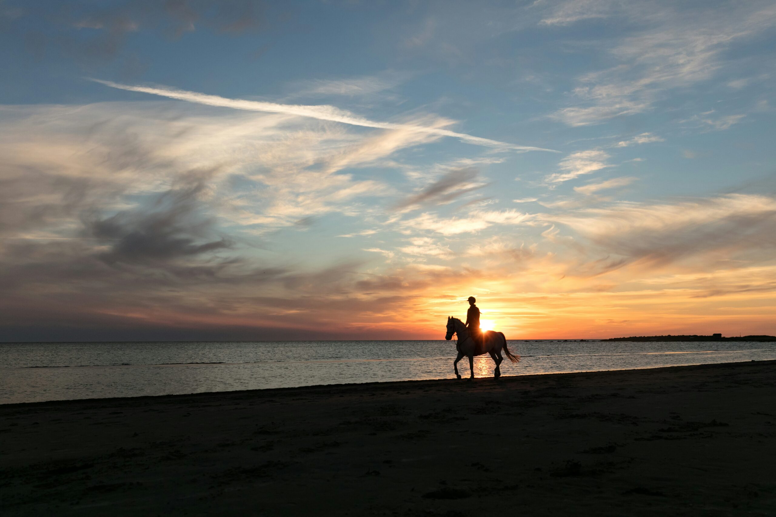 Travelers should embark on unique journeys during their visit to Charleston.
pictured: a horse on the beach