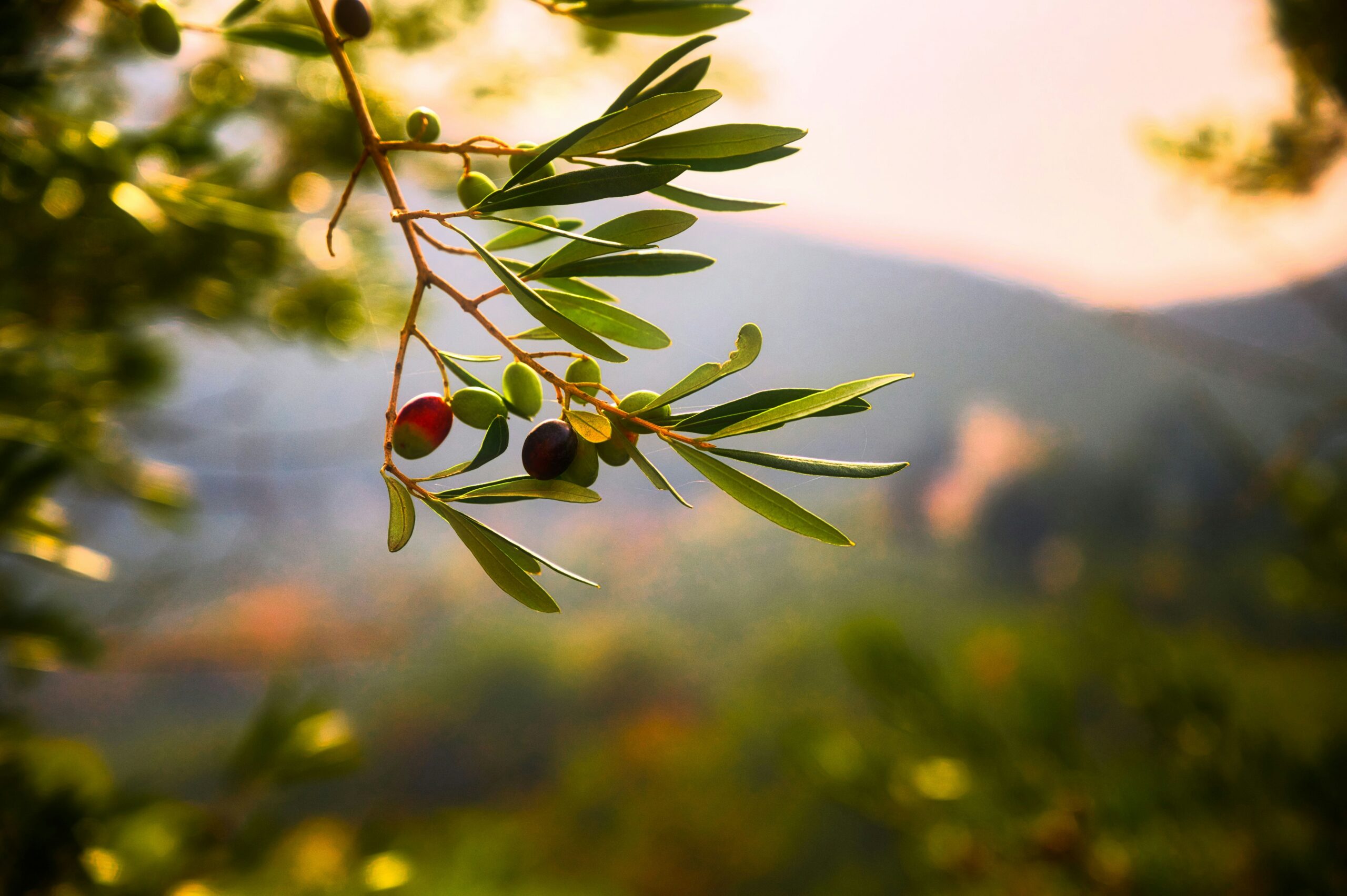 Olive harvesting is a reason that the fall is the best time to visit Italy. 
pictured: olive in Italy