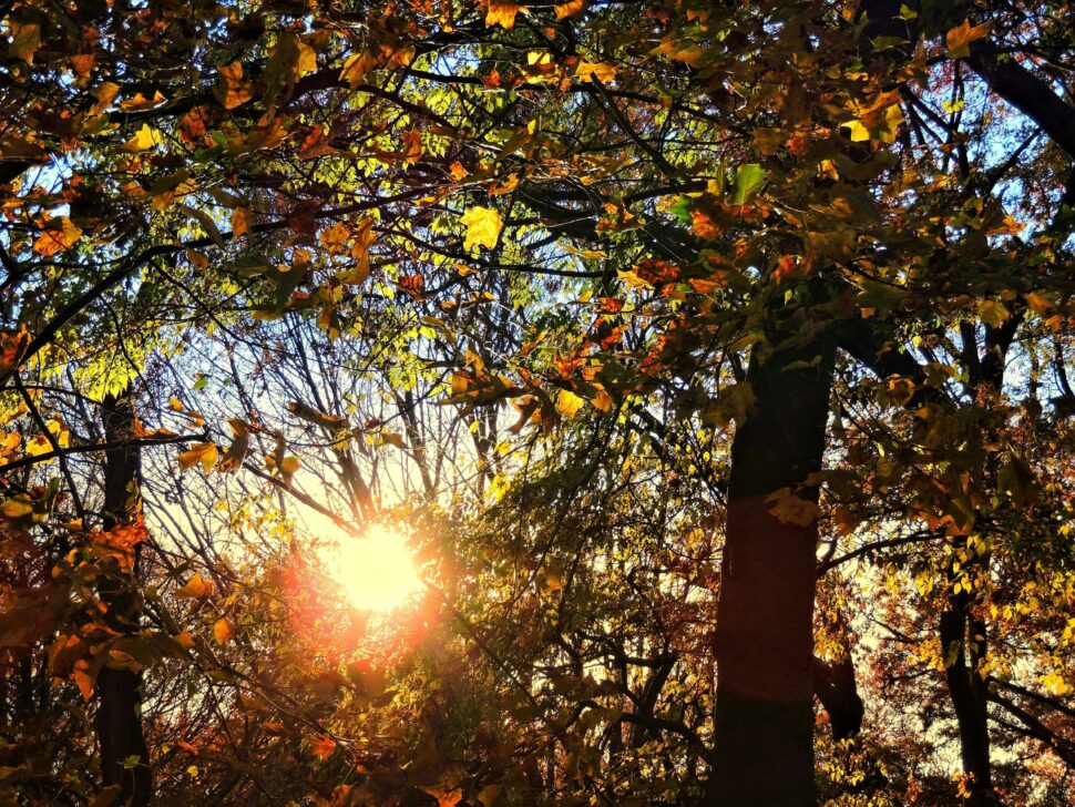 The outdoor spaces in NYC are especially enjoyable during fall. Pictured: a NYC park