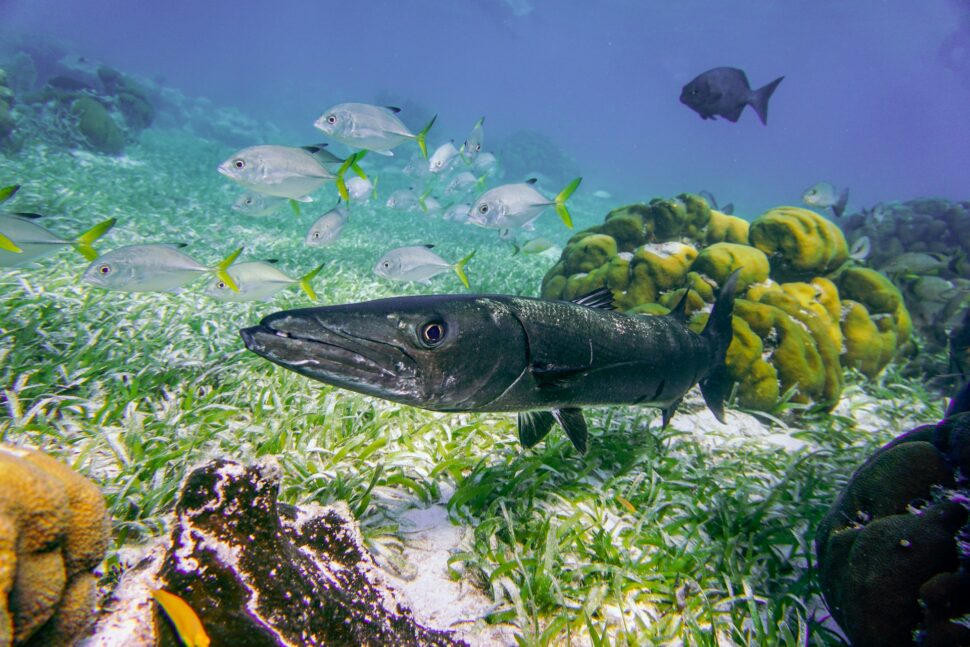 fish found while snorkeling in Caye Caulker, Belize.

