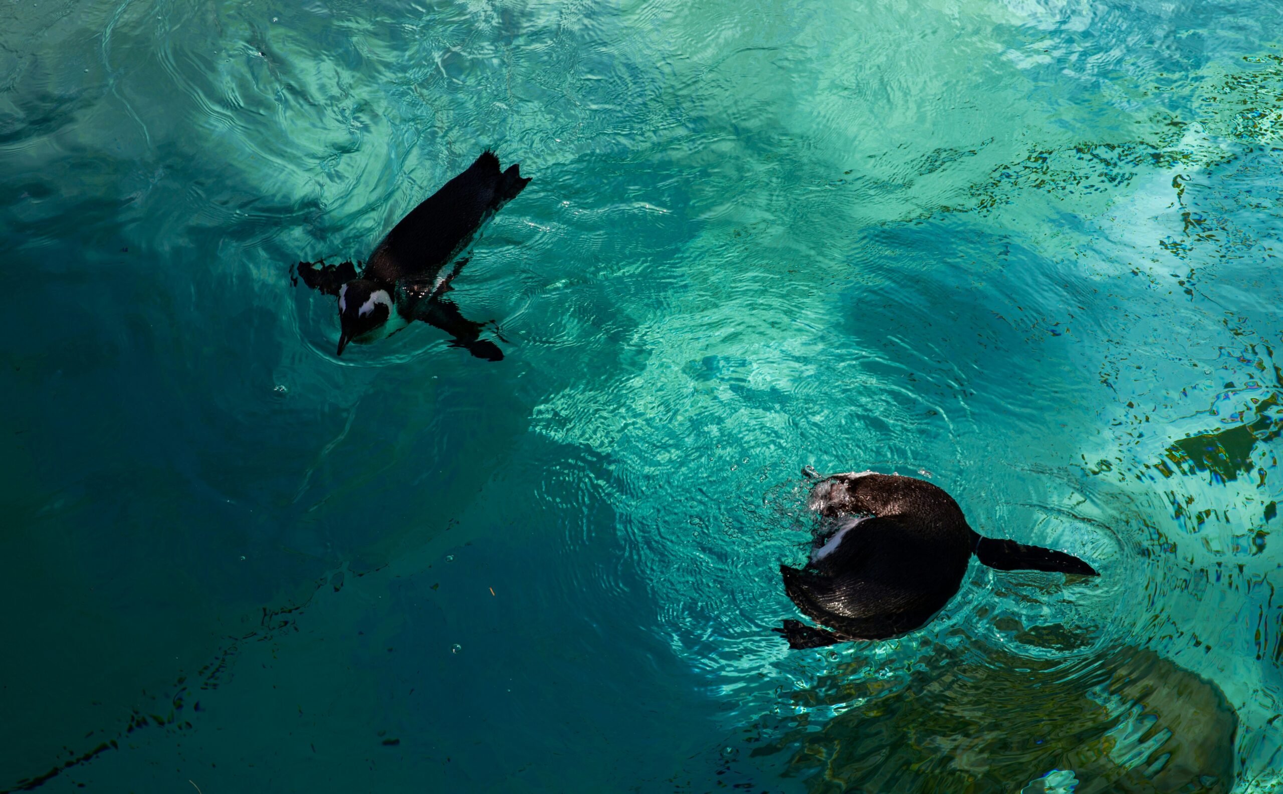 The Toronto Zoo is a popular place to visit during spring.
pictured: Toronto Zoo animals